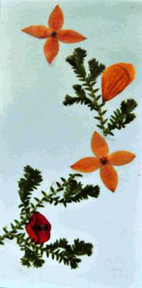 版納植物園啟動“收藏自然的永恒”科普活動