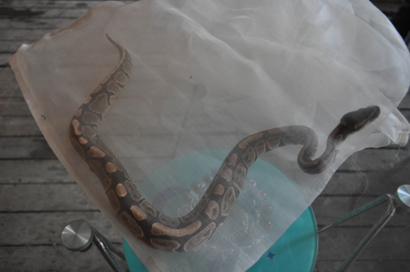 云南省委機關農場獼猴咬人 動物園吹管麻醉制伏(圖)