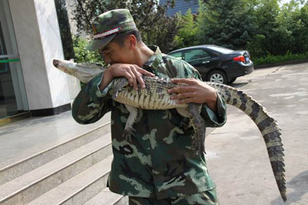 昆明武警森林支隊(duì)安寧大隊(duì)解救鱷魚 移交動(dòng)物收容中心(圖)