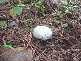 無量山中品山珍（組圖）