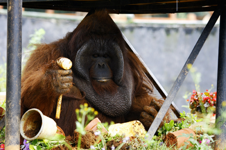 胖猩猩“培培”減肥記