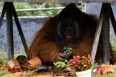 胖猩猩“培培”減肥記