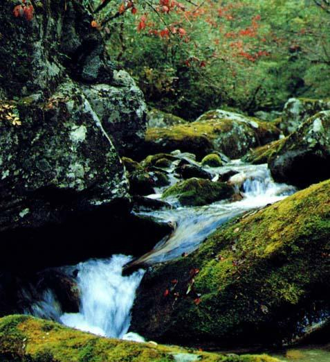 臥龍自然保護區(qū)