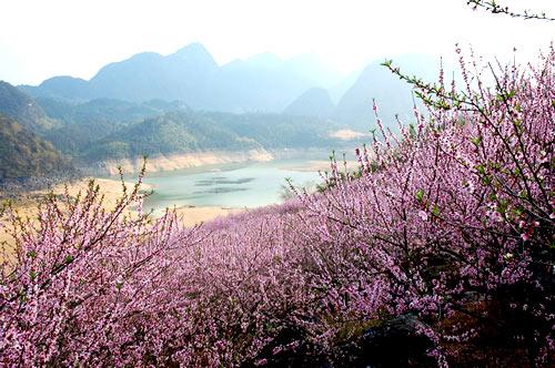 廣東清遠：桃花朵朵笑春風