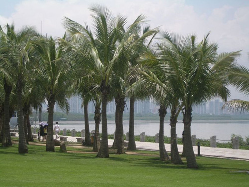 袖珍保護區 深圳紅樹林