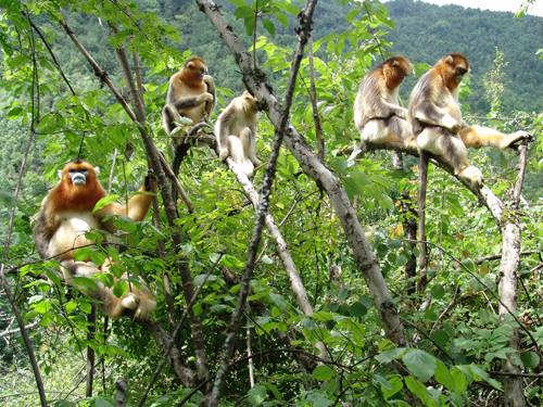 專家建議出臺靈長類動物旅游科學規范