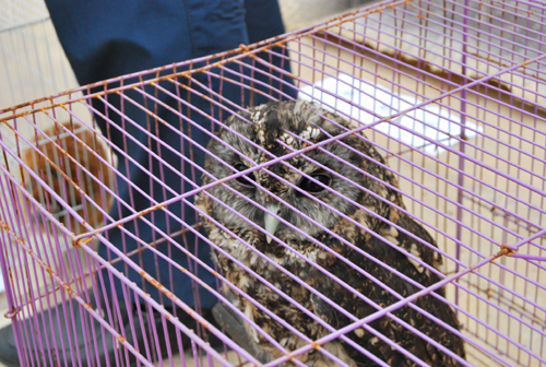 昆明森林公安局打擊破壞野生動植物資源違法犯罪見成效