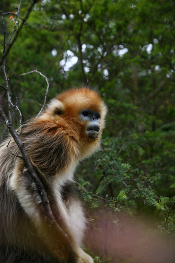 神農架金絲猴科研觀賞成國內靈長類生態旅游典范