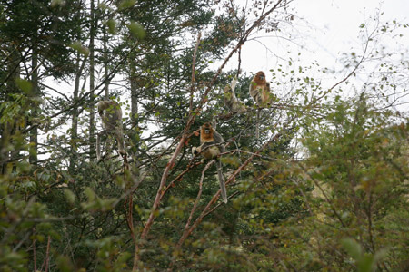 神農架金絲猴科研觀賞成國內靈長類生態旅游典范