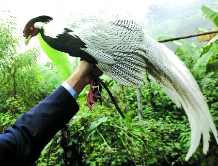 怪鳥！頭像母雞尾似孔雀