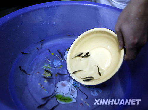 全人工繁殖中華鱘幼鱘“搬新家”