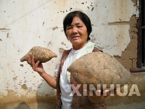 廣西瑤鄉種出“地瓜王”[圖]