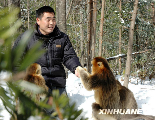 湖北神農(nóng)架為金絲猴準備充足的越冬食物