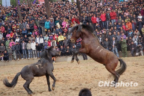 廣西融水萬人歡度斗馬節