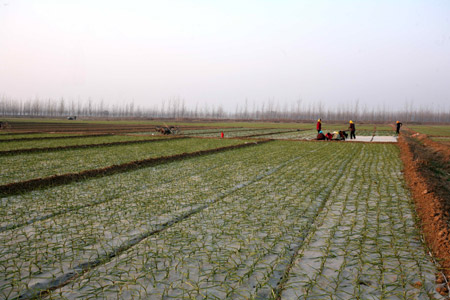 2009:瘋狂的大蒜 價格翻了52倍!