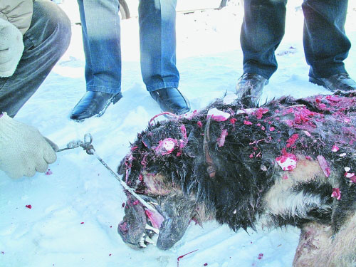 六個(gè)月大藏獒“吃掉”主人 被就地“正法”