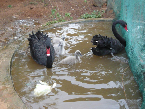云南野生動(dòng)物園黑天鵝“夫婦”合力孵出小天鵝[圖]