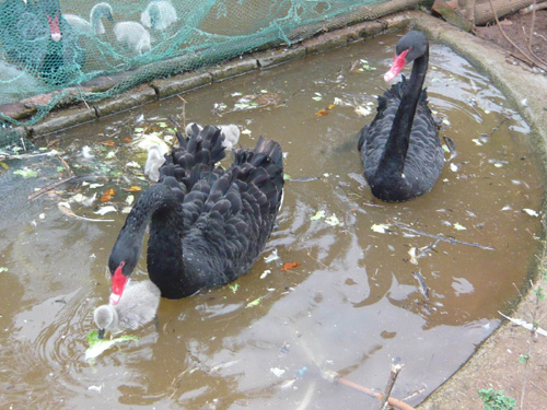 云南野生動(dòng)物園黑天鵝“夫婦”合力孵出小天鵝[圖]