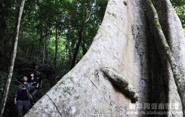 西雙版納全力保護(hù)北回歸線唯一綠洲