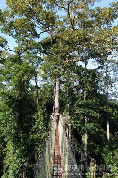 西雙版納全力保護北回歸線唯一綠洲