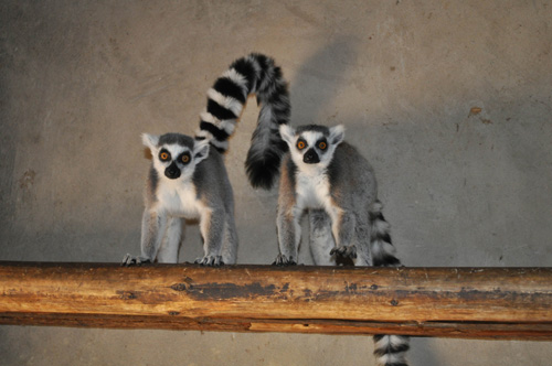 動物也有幫派之爭 4只環(huán)尾狐猴被趕出家門[圖]