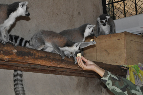 動物也有幫派之爭 4只環(huán)尾狐猴被趕出家門[圖]