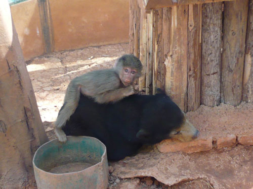 狒狒、馬來(lái)熊跨種族手足情