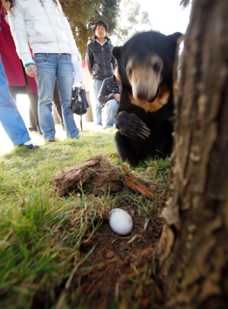 云南野生動物園:狒狒馬來熊玩尋蛋游戲