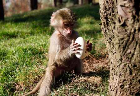 云南野生動物園:狒狒馬來熊玩尋蛋游戲