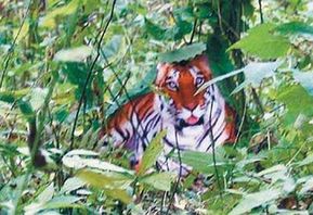 華南虎事件被免局長仍領(lǐng)工資 周正龍蓋洋樓