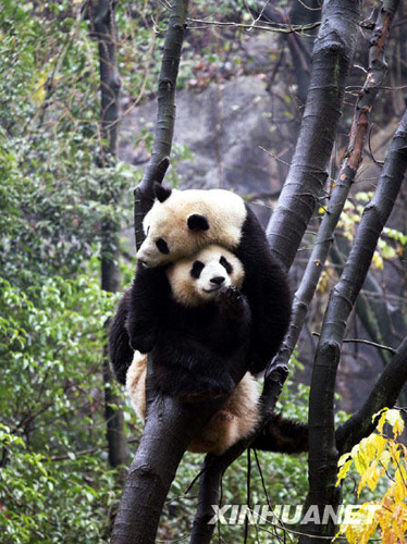 落戶桂林的奧運(yùn)大熊貓與游客見面