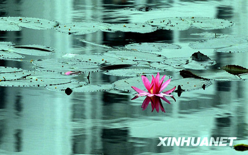 三九時節睡蓮開