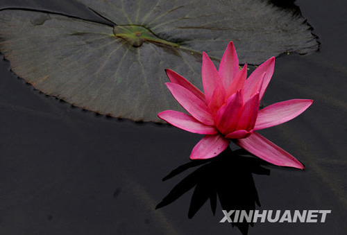 三九時節睡蓮開