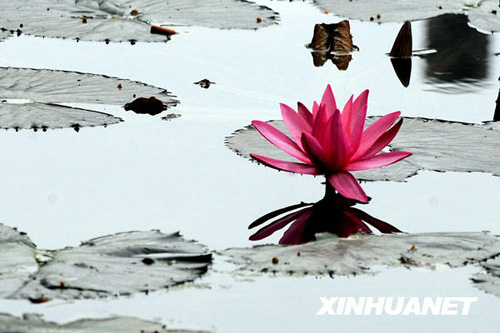 三九時節睡蓮開