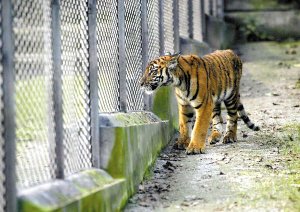 虎年認養老虎 500元一只 可獲5次以上免費探視