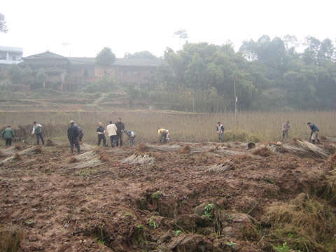 給農(nóng)民存款 白花鎮(zhèn)“綠色銀行”受歡迎
