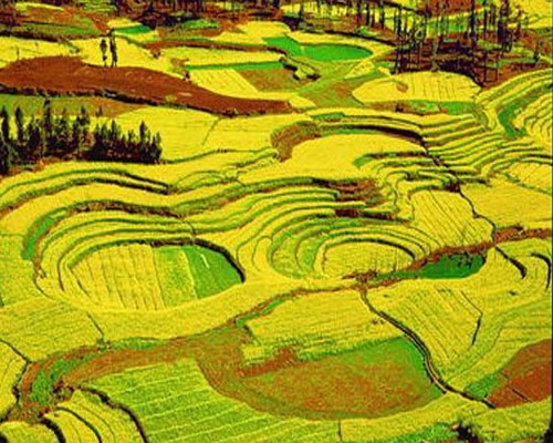 2010年云南羅平國際油菜花文化旅游節下月開幕