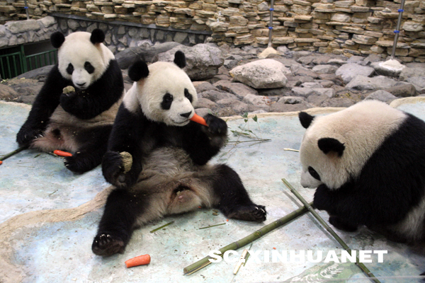 四川大熊貓適應浙江溫嶺“新家”