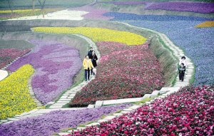 太美了！化工廠變身公園 能看薰衣草花田