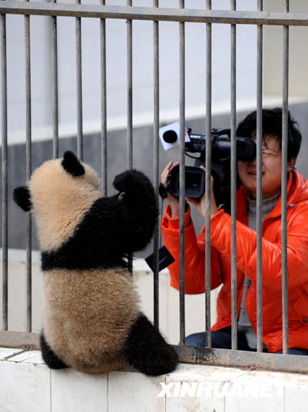 臥龍16只大熊貓寶寶進(jìn)入幼兒園