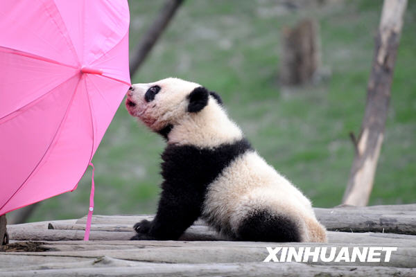 臥龍16只大熊貓寶寶進入幼兒園