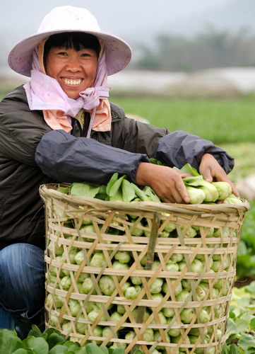 留守外來工福州收菜忙