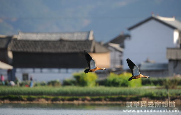 高原水鄉(xiāng)西湖 世外桃源如畫[多圖]