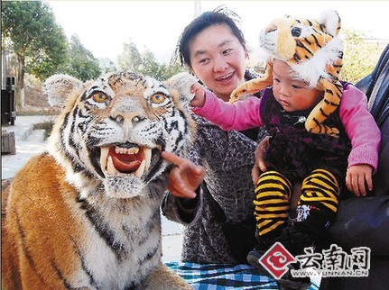 虎年將至 春城“虎味”漸濃