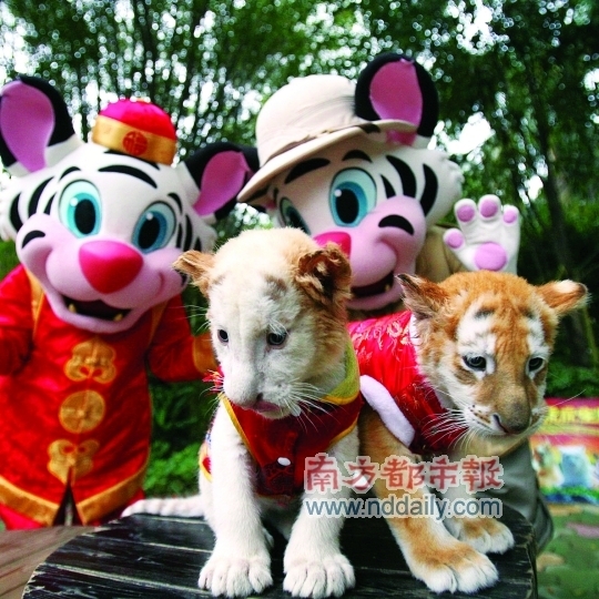 香江野生動物園虎仔賀歲