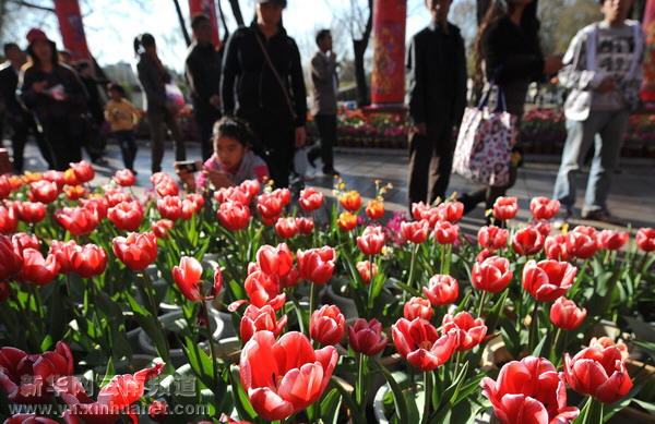 春節(jié)黃金周云南共接待游客520多萬人次