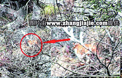 張家界官方釋疑：天門山“疑似虎照”不是老虎