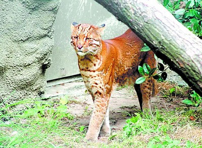 張家界官方釋疑：天門山“疑似虎照”不是老虎