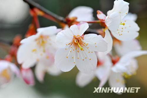 長沙春來早 櫻花露笑顏