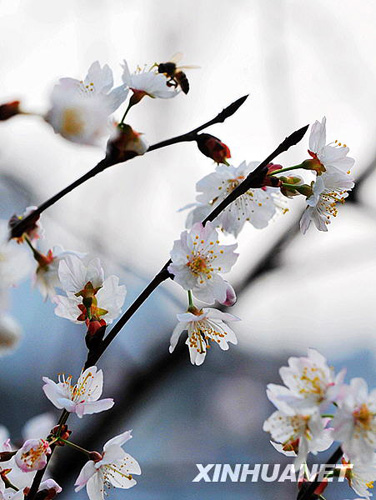 長沙春來早 櫻花露笑顏